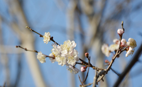 梅花盛开