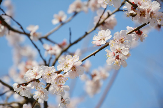 梅花枝条