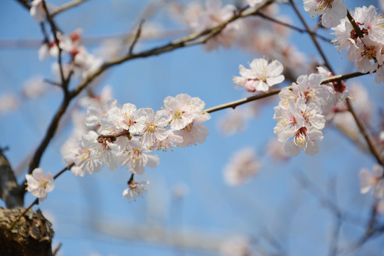 唯美梅花背景