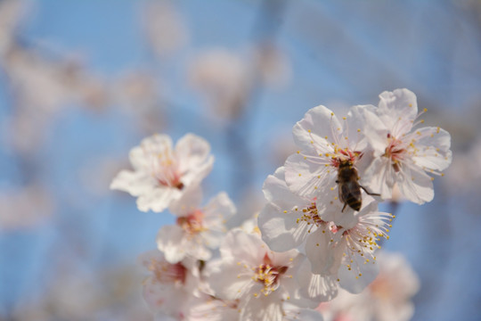 唯美白色梅花