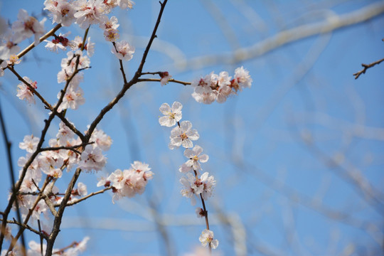 梅枝梅花