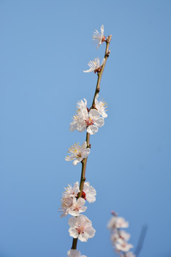 蓝天与梅花