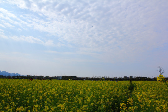 油菜花