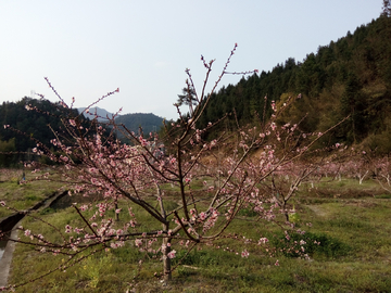 桃园桃林风景