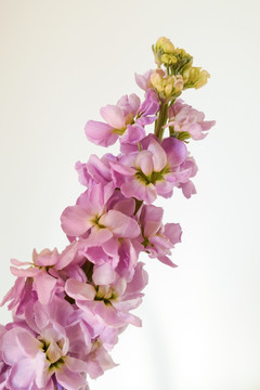 紫罗兰 一束花 鲜花