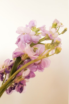 花束 紫罗兰 美丽鲜花