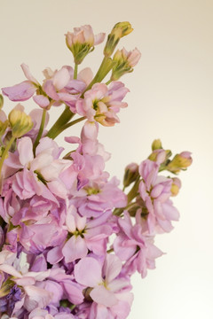 紫罗兰 鲜花 粉色