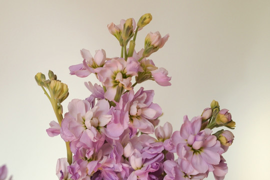 鲜花 花朵 紫罗兰