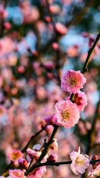 梅花盛开