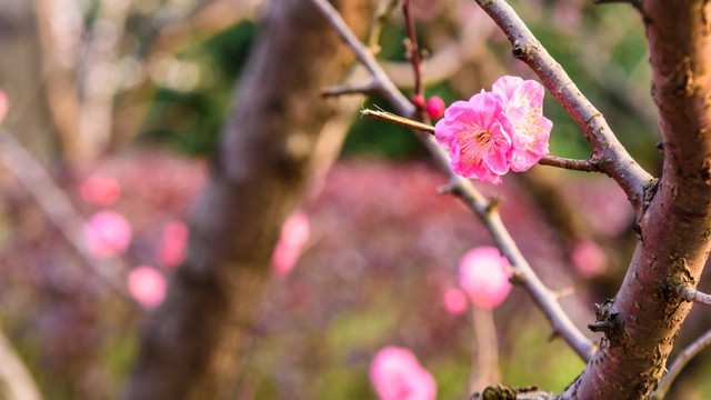 梅花盛开