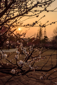 梅花盛开