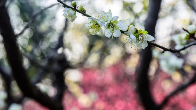 梅花盛开