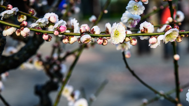 梅花盛开