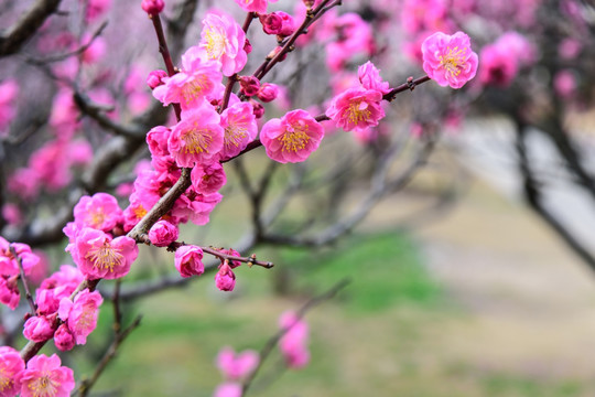 梅花盛开