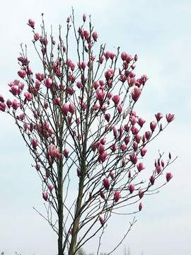 粉红玉兰树