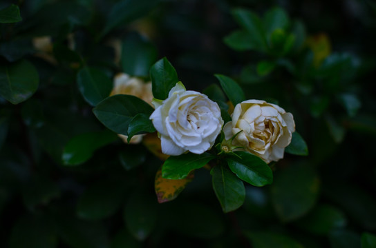 春天花朵 橘子花