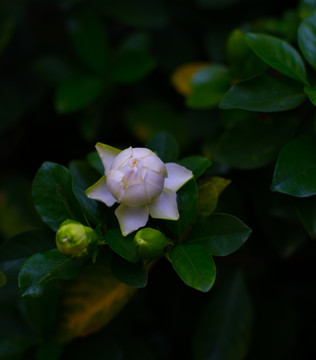 春天花朵 橘子花