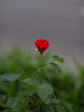 花卉 玫瑰花