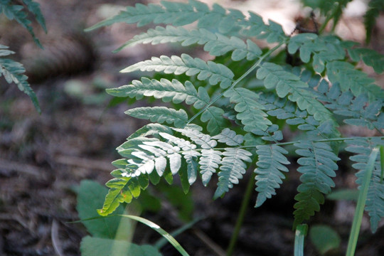 孔龙 蕨类植物 蕨菜 侏罗纪