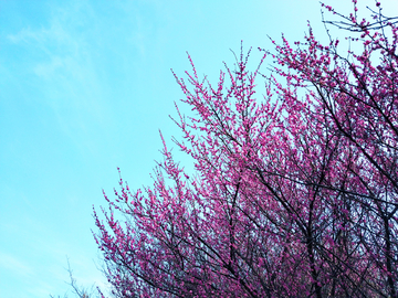 梅花 蓝天