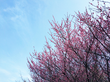 蓝天 梅花