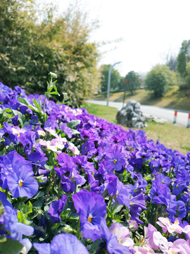 三色堇 蝴蝶花