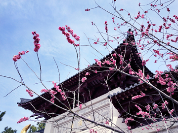 屋檐下的梅花