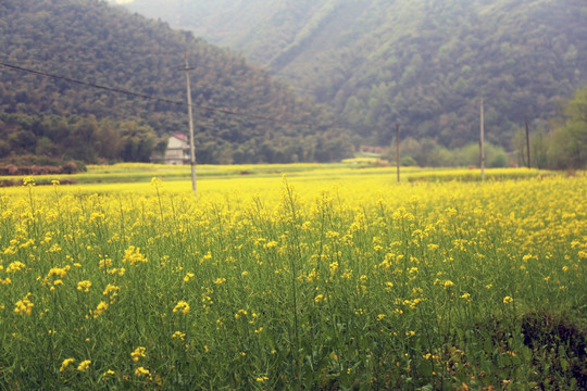 美丽乡村