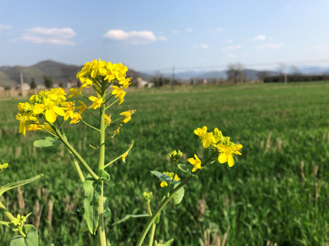 油菜花