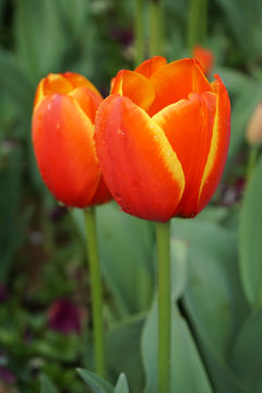 郁金香花