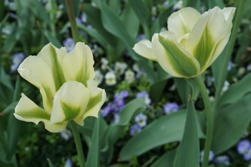 郁金香花