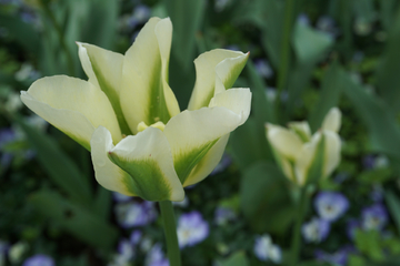 郁金香花