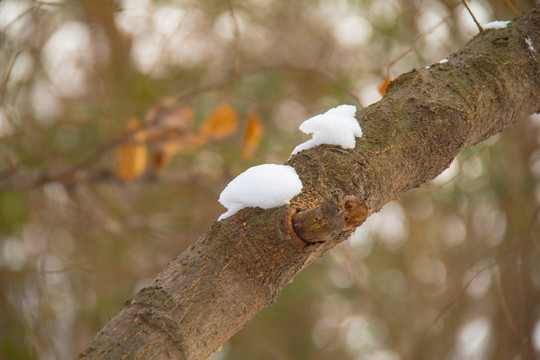 积雪