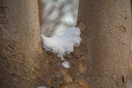 积雪