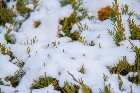 积雪