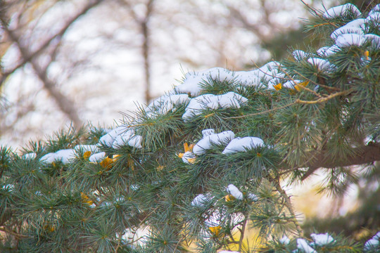 积雪