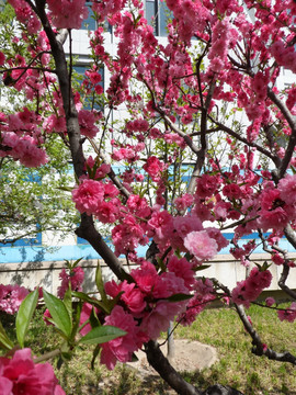 桃花 桃花特写 桃花素材