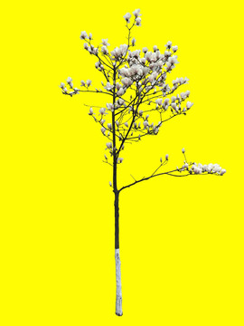 玉兰花树