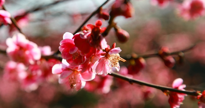 梅花特写