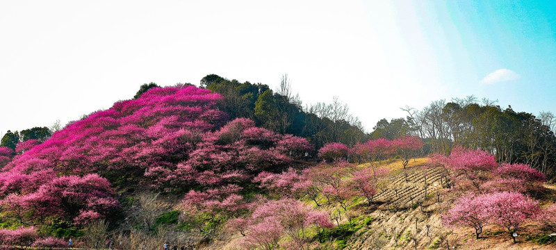 梅花