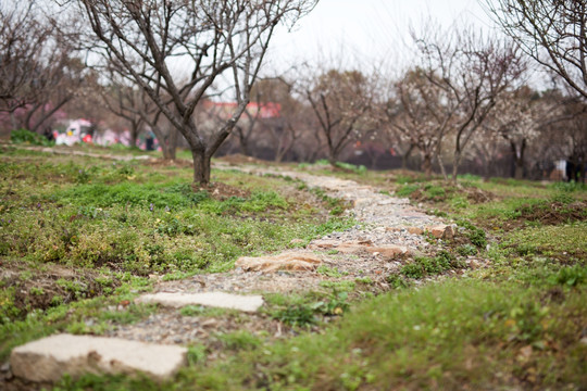 林间土路