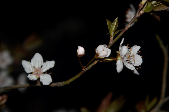 夜幕下的樱花