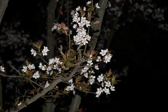 夜幕下的樱花