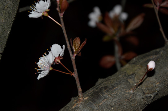 夜幕下的樱花