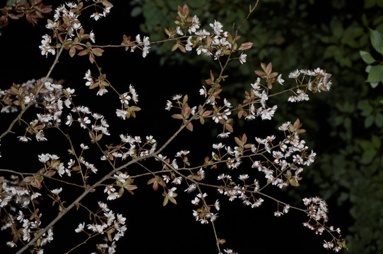 夜幕下的樱花