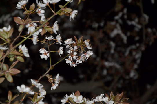 夜色下的樱花