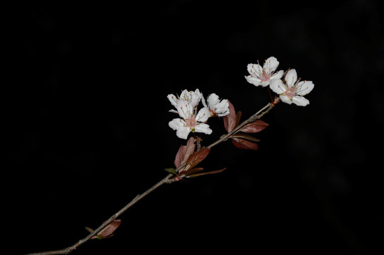 夜色下的樱花