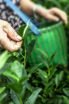 绿茶 茶鲜叶 茶园 茶素材