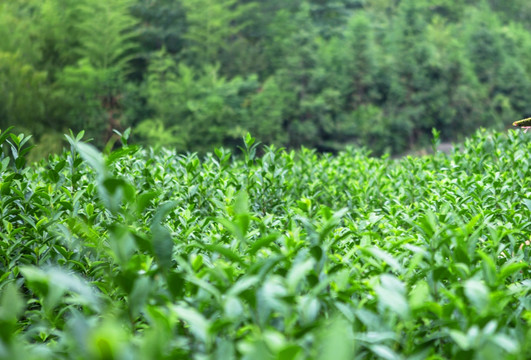 绿茶 茶鲜叶 茶园 茶素材