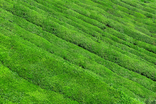 绿茶 茶鲜叶 茶园 茶素材